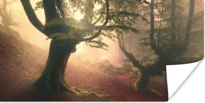Produktbild von MuchoWow® Poster Wald - Herbst - Baum - Sonnenuntergang 40x20 cm - Poster für die Wand - Poster Schlafzimmer