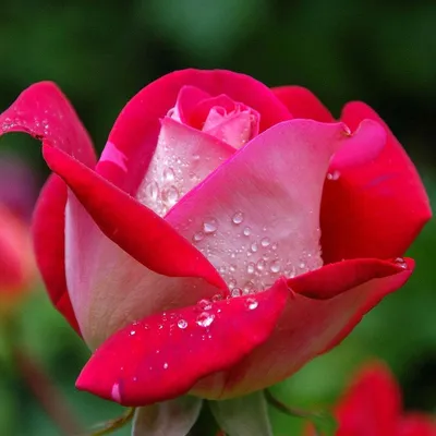Produktbild von Bakker.com - Strauchrose Osiria, Der wurzelballen / 3+ äste