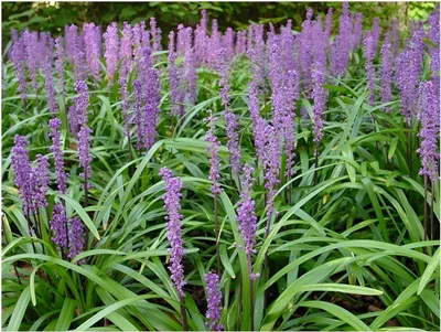 Produktbild von Stauden Gänge 3 x Liriope muscari 'Big Blue' im 1 Liter Topf - Lilientraube - Tiefblaues Leuchten für schattige Plätze - Schönheit - Winterhart