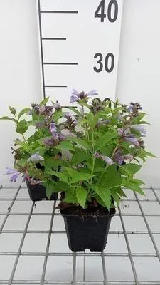 Produktbild von 6 x Nepeta subs. 'Washfield' - Katzenminze - Topf 9 x 9 cm