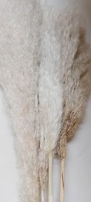 Produktbild von Fluffiges Pampasgras I getrocknet I 110 cm I natur I 5 Stück - 8,10 € pro Stück