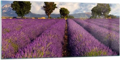 Produktbild von Bilder auf glas - Landschaft Wiese Pflanzen - 120x50cm - Glasbilder - Wandbilder - Kunstdruck - zum Aufhängen bereit - Wanddekoration aus Glas - Glas Bilder - Wandbild auf Glas - GAB120x50-0128