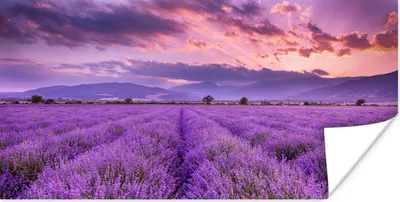 Produktbild von MuchoWow® Poster Lavendel - Lila - Blumen - Feld 40x20 cm - Poster für die Wand - Poster Schlafzimmer