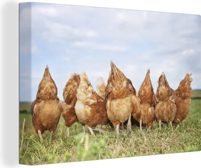 Produktbild von MuchoWow® - Leinwandbilder - Hühner auf dem Feld, Wandbild, Wanddeko Bilder Wohnzimmer, 120x80cm