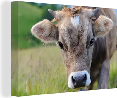 Produktbild von OneMillionCanvasses® - Leinwandbilder - 140x90 cm, Kuh - Horn - Landschaft, Wandbilder Kunstdruck Wanddekoration