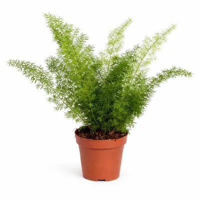 Produktbild von Asparagus Meyeri 35 cm – Zierspargel Fuchsschwanz Farn – Zimmerpflanze im 12 cm Topf, dekorative Grünpflanze für Wohnräume
