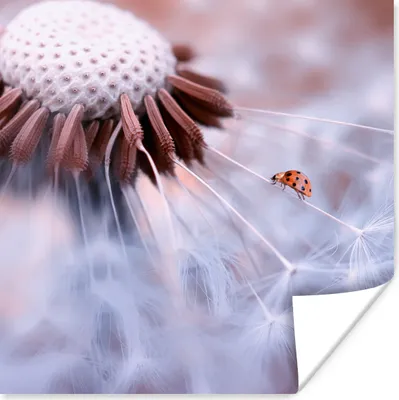Produktbild von MuchoWow® Poster Nahaufnahme Marienkäfer auf Löwenzahn 75x75 cm - Wand Dekoration