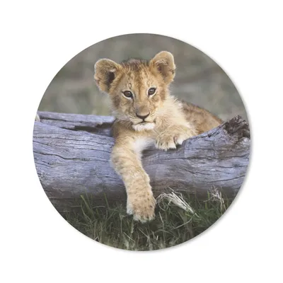 Produktbild von MuchoWow® Mauspad Mousepad Jungtier - Tier - Natur 20x20 cm - Mousepads - Maus Mat - Pad - Mausunterlage - Schreibtischmatte