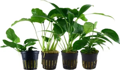 Produktbild von Anubias Set mit 4 Pflanzen Aquariumpflanzen Wasserpflanzen AquaOne Set Nr.134