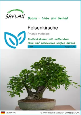 Produktbild von SAFLAX - Felsenkirsche - Prunus mahaleb - 30 Samen