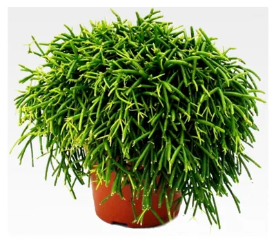 Produktbild von Rhipsalis baccifera Oasis - Korallenkaktus - im 12 cm Topf - sukkulente Zimmerpflanze