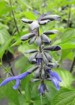 Produktbild von Sommer Salbei Rockin Sky Blue - Salvia hybride