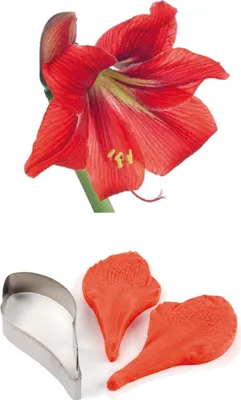 Produktbild von 1 Veiner/Prägewerkzeug Amaryllis