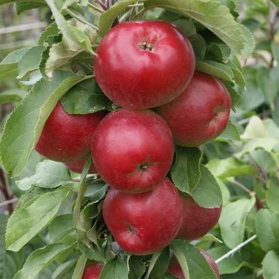 Produktbild von Säulenapfel `Jarle´ 80-120cm im 7,5L-Topf
