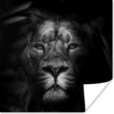 Produktbild von MuchoWow® Poster Tiere - Löwe - Wilde Tiere - Schwarz - Weiß 75x75 cm - Wand Dekoration