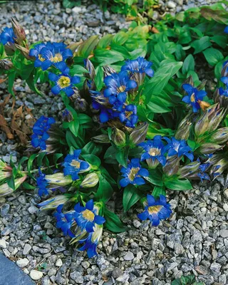 Produktbild von Siebengestirn-Enzian, im Topf - Gentiana septemfida