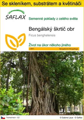 Obrázek produktu pro SAFLAX Kultivační sada - Bengálský škrtič obr - Ficus benghalensis - 20 Semena - S mini skleníkem, pěstebním substrátem a 2 květináči