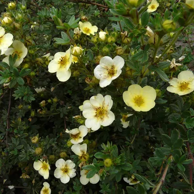 Produktbild von 2 x  Fingerstrauch  - Potentilla fruticosa 'Primrose Beauty'  | 25-30 cm in Container