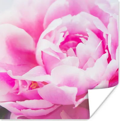 Produktbild von MuchoWow® Poster Nahaufnahme einer rosa Pfingstrose mit Blättern 50x50 cm - Wohnzimmerdekoration