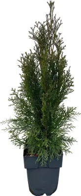 Immagine prodotto di Albero della vita (Thuja occidentalis Smaragd) - Pianta da siepe sempreverde