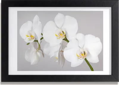 Produktbild von Bild 30x20 MDF-Rahmen, Wandkunst Orchidee