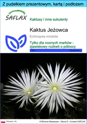 Zdjęcie produktu dla SAFLAX - Zestaw prezentowy - Kaktus Jeżowca - 40 Nasiona - Z pudełkiem upominkowym, etykietą wysyłkową, kartą podarunkową i podłożem uprawowym - Echinopsis mirabilis