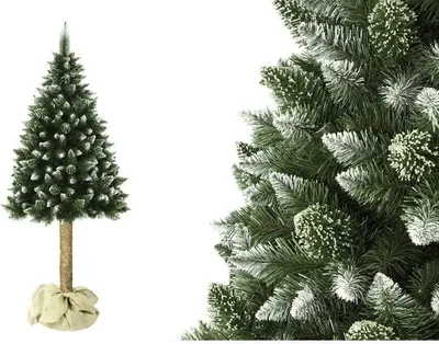 Produktbild von Weihnachtsbaum Kiefer 180 cm