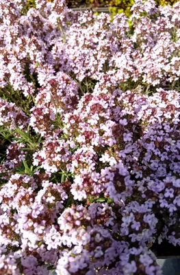 Produktbild von Thymian Duftkissen Thymus Cherlerioides bienenfreundliche Staude