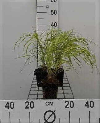 Produktbild von 6 x  Hakonechloa macra 'Aureola' - Goldenes Japangras - Topf 9 x 9 cm