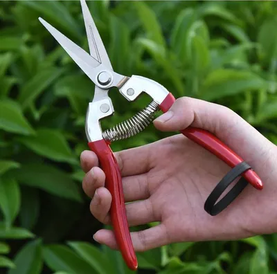 Produktbild von Präzisions-Baumschere – Edelstahlklinge, Gartenschere, Obst-/Blumenernte