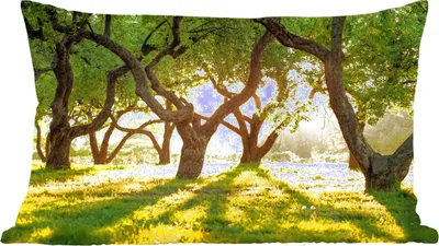 Produktbild von MuchoWow® Zierkissen Sofakissen Wohnzimmer Dekokissen 60x40 cm Bäume - Natur - Sonne - Kopfkissen - Polster mit Foto