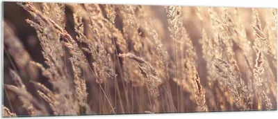 Produktbild von Bilder auf glas - Einteilig - Boho Ähren Feld - 140x50cm - Glasbilder - Wandbilder - Bilder - zum Aufhängen bereit - Wanddekoration aus Glas - Glas Bilder - Wandbild auf Glas - GAB140x50-4838