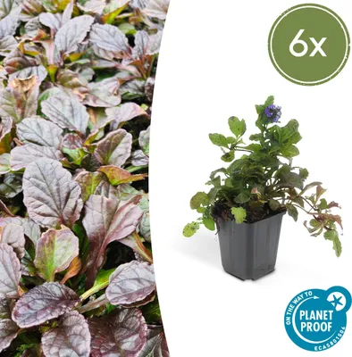 Zdjęcie produktu dla Roslina okrywowa - Pelzajacy Guelder - Ajuga reptans - Doniczka 9 cm - Zestaw 6 roslin