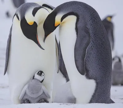 Zdjęcie produktu dla Pinguine hautnah