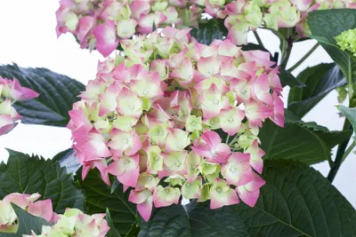 Produktbild von Hydrangea macrophylla 'Leuchtfeuer', Hortensie, rot, 30–40 cm
