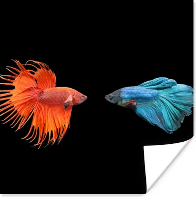 Produktbild von MuchoWow® Poster Fische - Wilde Tiere - Schwarz 75x75 cm - Wand Dekoration