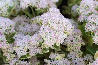 Image de 6 x Sedum hybr. 'Frosty Morn' - fat leaf - pot 9 x 9 cm