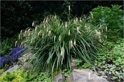Produktbild von Stauden Gänge 10 x Carex pendula im 1 Liter Topf - Riesen Segge - Der filigrane Blickfang für feuchte Standorte
