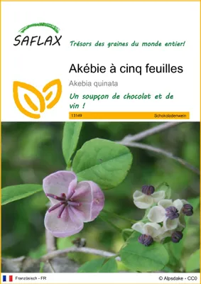 Image de SAFLAX  - Akébie à cinq feuilles - 10 graines - Akebia