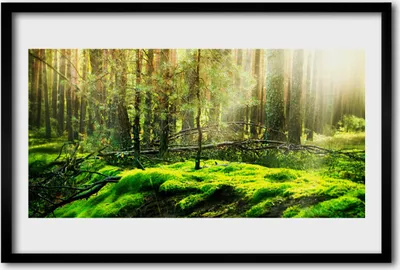 Produktbild von Bild 60x40 MDF-Rahmen Wandkunst Wald Moos Natur