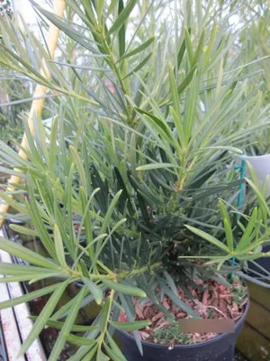 Produktbild von Podocarpus macrophyllus - Großblättrige Steineibe - 30-40 - Nadelgehölz