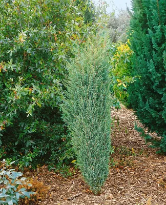 Produktbild von Juniperus communis 'Excelsa', Wacholder, 40–60 cm