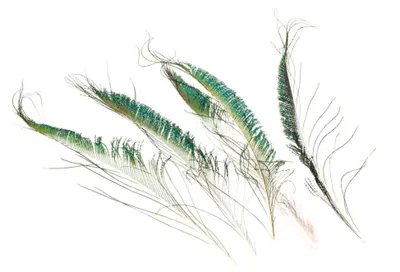 Produktbild von Natürliche Pfauenschwerter, 5 Stück, Größe ca. 30-35 cm