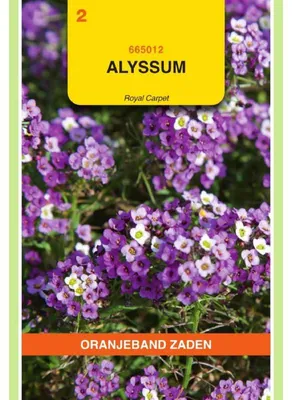 Zdjęcie produktu dla Pomarańczowy lobulariusz (Alyssum) "Koenigsteppich" - 1 opakowanie nasion