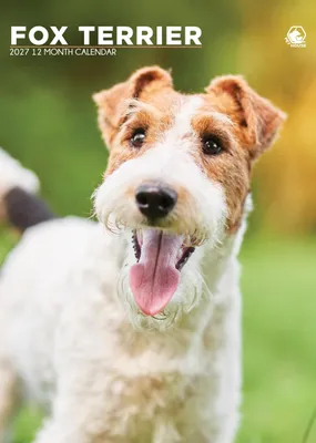 Immagine prodotto di Calendario da parete formato A3 per il 2027 con immagini di Fox Terrier