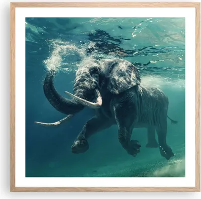 Produktbild von Gerahmtes Poster - Rahmen in heller Eiche - Elefant Tier Wasser - 60x60 cm - Wand Bild - Wanddeko - Wandbilder - Wandposter - Bilderrahmen - Bilder - Kunstdruck - Wandbild - P2NAC60x60-3944