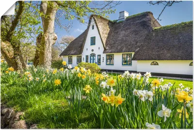 Produktbild von ARTland Poster Reetdachhaus auf Sylt im Frühling Größe: 90x60 cm