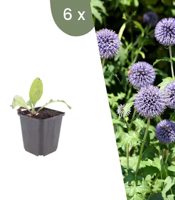 Produktbild von Plants by Frank | 6 Kugeldistel Pflanzen | Echinops Ritro | Stauden | Winterhart | Mehrjährig | Gartenpflanzen