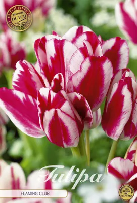 Artikelbild 2 von 'Tulpe Flaming Club (7 Stück)' aus der Kategorie Tulpenzwiebeln