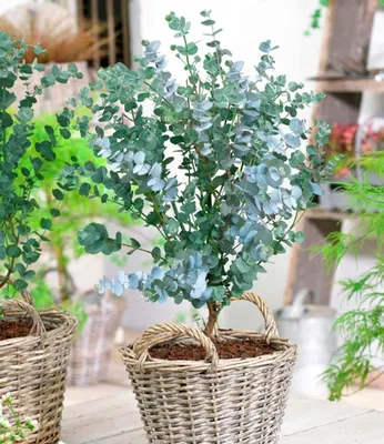 Produktbild von BALDUR Garten 2x Winterharter Eukalyptus Azura® im 15 cm- XXL-Topf, Pflanze ca. 20-30 cm hoch, Eucalyptus gunnii, Azura, winterhart bis -20° C, mehrjährig, intensiv duftend, vertreibt Fliegen